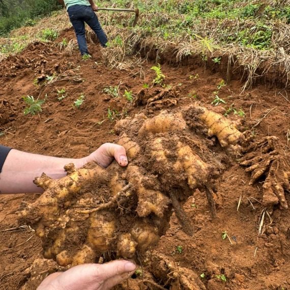 ginger field